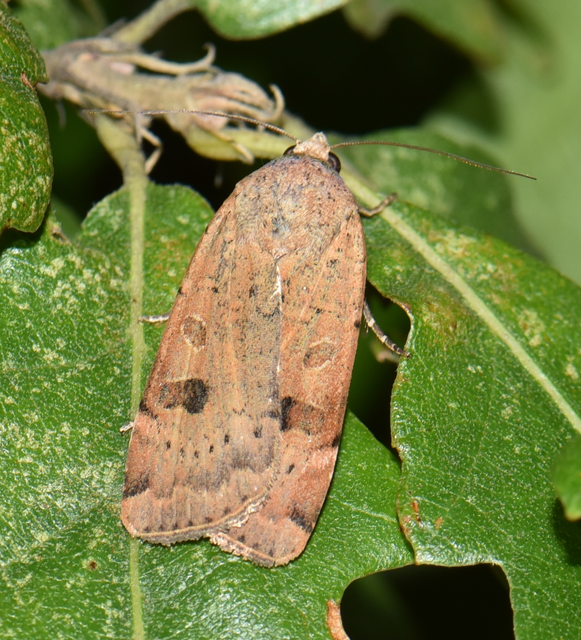 Noctua interposita - köztes sárgafűbagoly