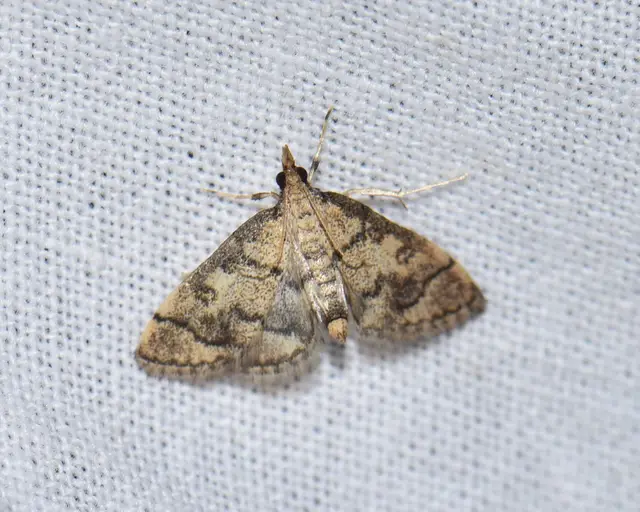 Metasia ophialis - kígyósávos tűzmoly