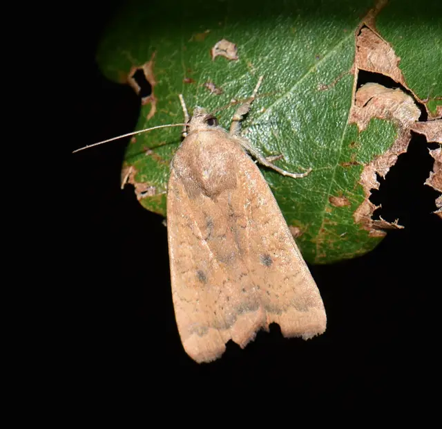 Noctua interjecta - zömök sárgafűbagoly