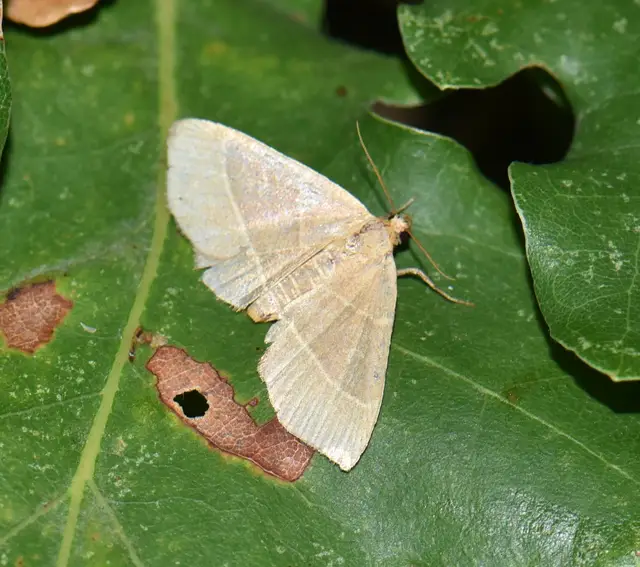 Trisateles emortualis - sárgacsíkos karcsúbagoly