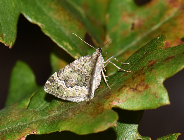 Colostygia olivata - olajzöld levélaraszoló