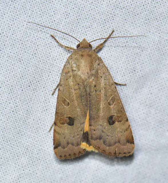 Noctua interposita - köztes sárgafűbagoly