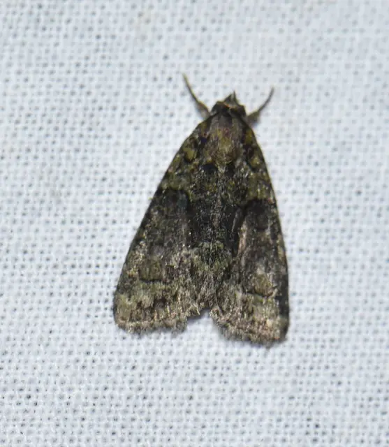 Cryphia algae - sárgászöld zuzmóbagoly
