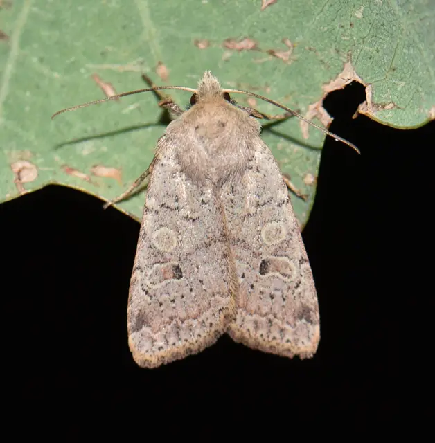 Propenistra laevis - könnyű őszibagoly