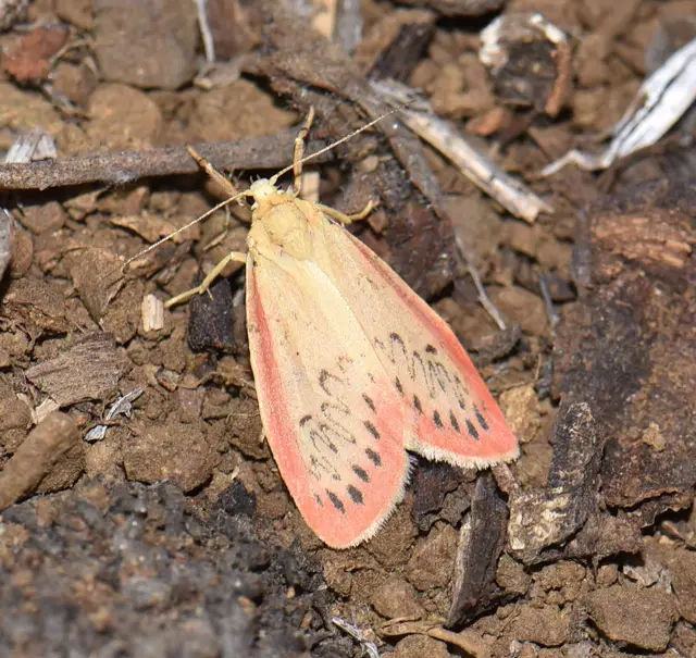 Miltochrista miniata - piros medvelepke