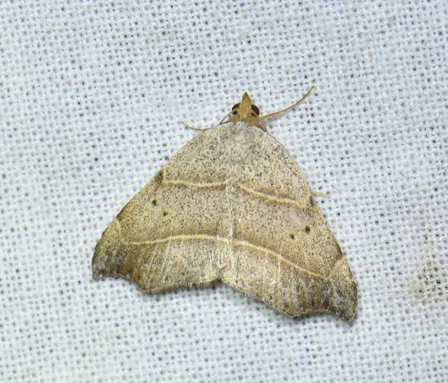 Laspeyria flexula - zuzmóbagoly