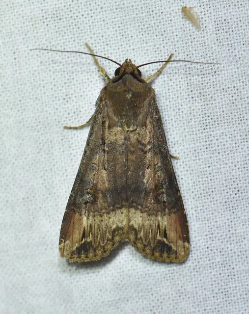 Agrotis ipsilon - nagy földibagoly