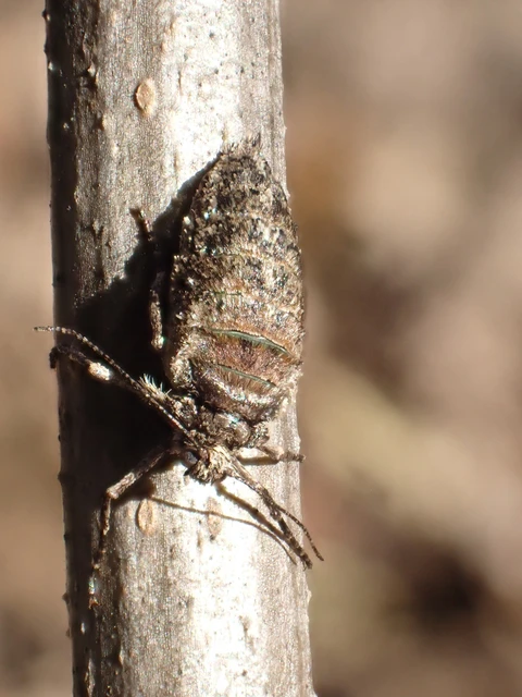 Agriopis leucophaearia - tölgy-tavasziaraszoló