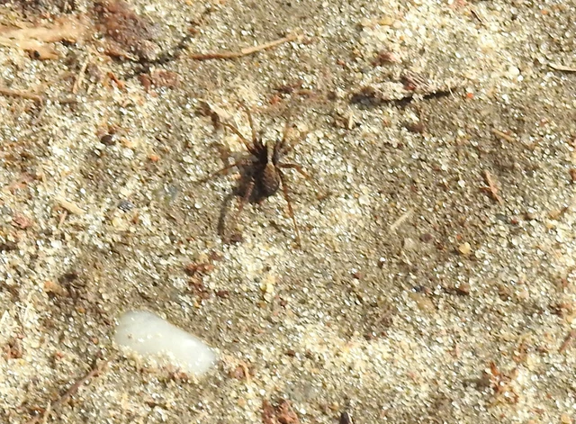 Pardosa