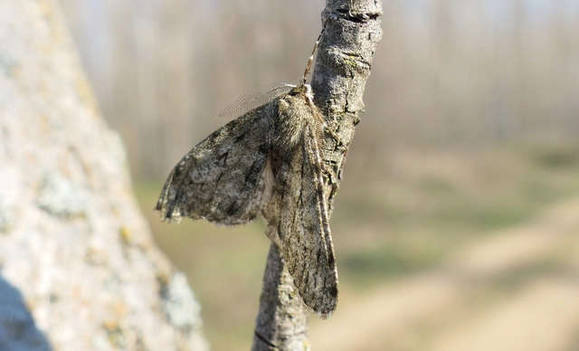 Apocheima pilosaria - zöldes tavasziaraszoló