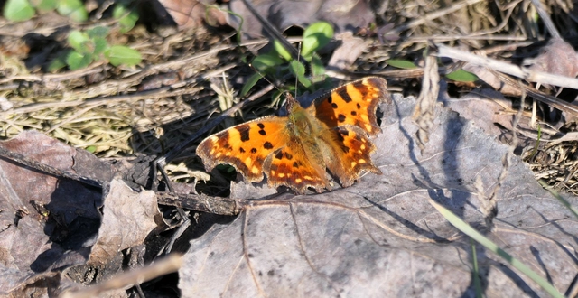 Nymphalis c-album - C-betűs lepke