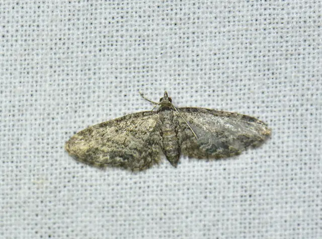 Eupithecia inturbata - juhar-törpearaszoló