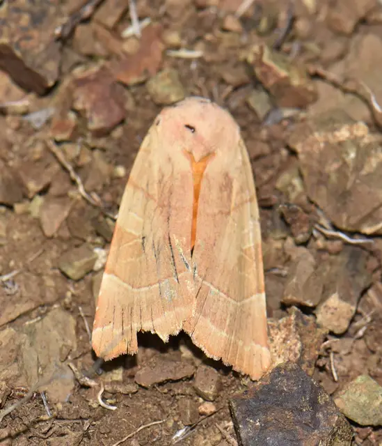 Noctua fimbriata - szélessávú sárgafűbagoly