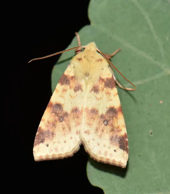 Cirrhia icteritia - nyárfa-sárgabagoly