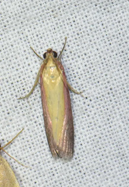 Oncocera semirubella - lucernamoly