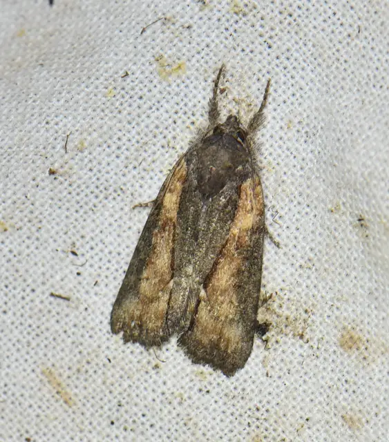 Bryophila raptricula/felina