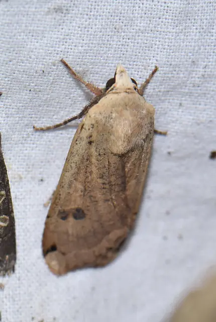 Noctua pronuba - nagy sárgafűbagoly