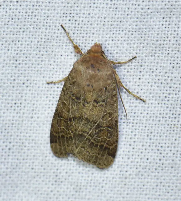 Anchoscelis nitida - rozsdabarna őszibagoly