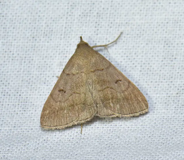 Zanclognatha lunalis - pelyheslábú karcsúbagoly