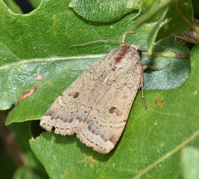 Noctua comes - kis sárgafűbagoly