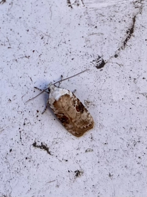 Agonopterix alstromeriana - bürök-laposmoly