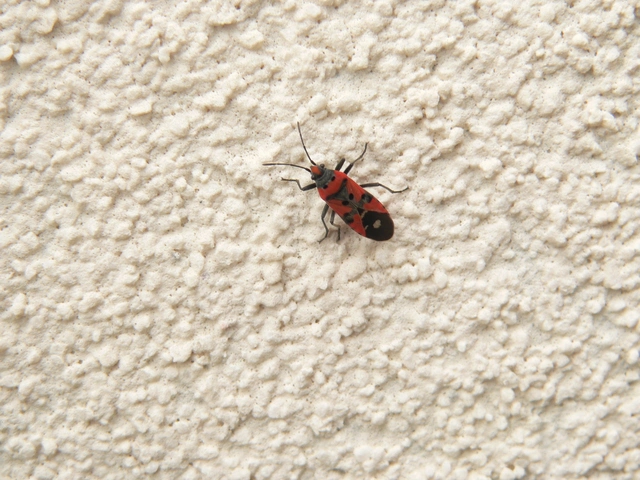 Lygaeus equestris/simulans