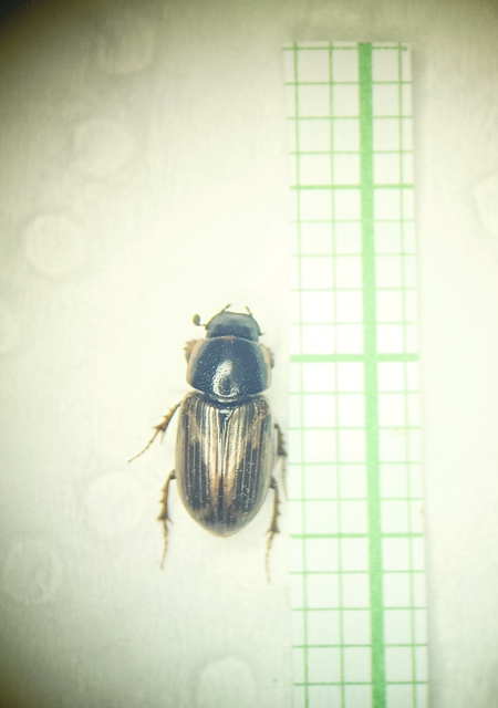 Aphodius prodromus - sárgalábú trágyabogár