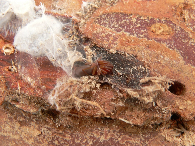 Dysderidae - fojtópókok