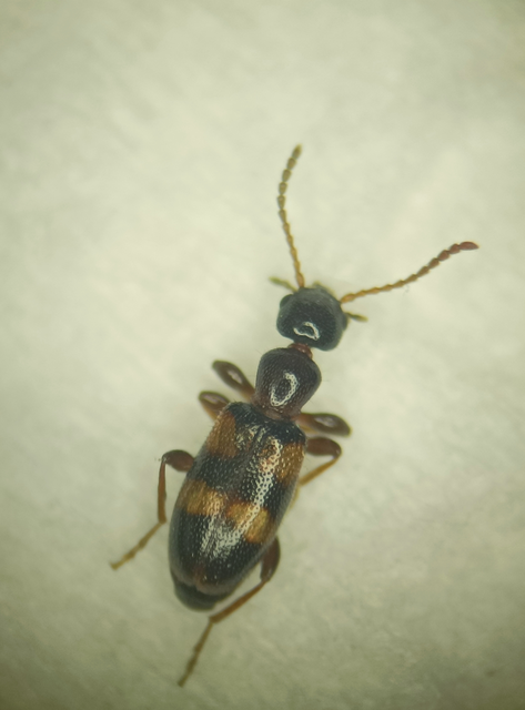 Omonadus bifasciatus - kétöves fürgebogár