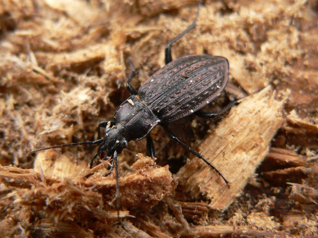 Carabus granulatus - mezei futrinka Carabus granulatus - mezei futrinka