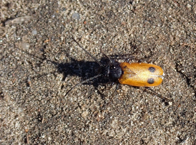 Apalus bimaculatus - kétfoltos élősdibogár