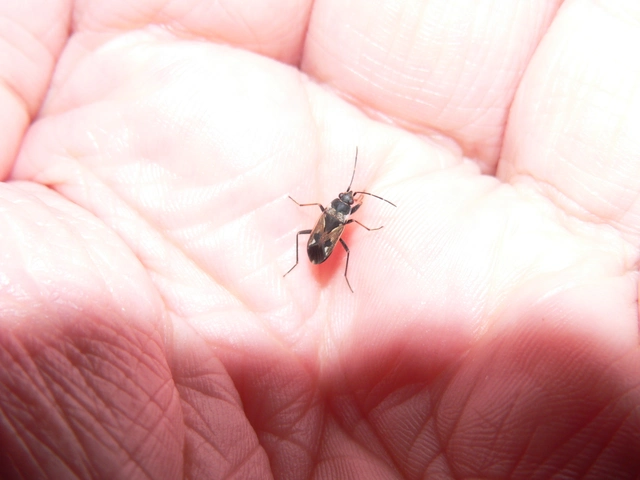 Rhyparochromus vulgaris - közönséges díszesbodobács