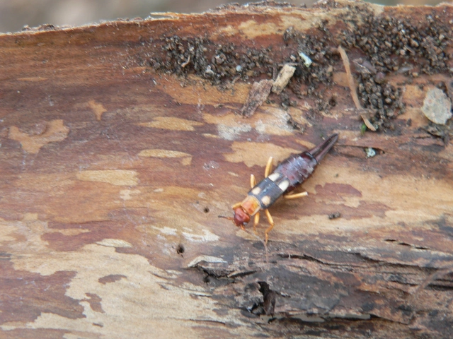 Forficula smyrnensis - szmirnai fülbemászó