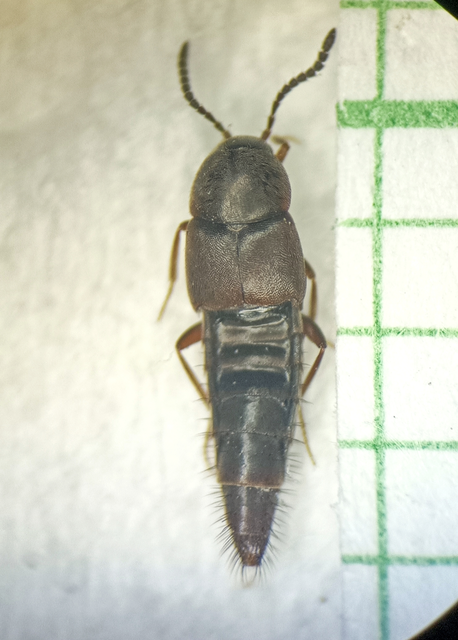 Oxypoda opaca - sötét pudvaholyva
