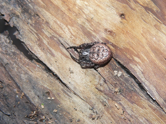 Nuctenea umbratica - közönséges rés-keresztespók