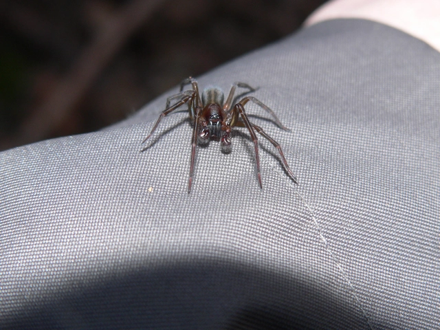 Amaurobius ferox - nagy eretnekpók