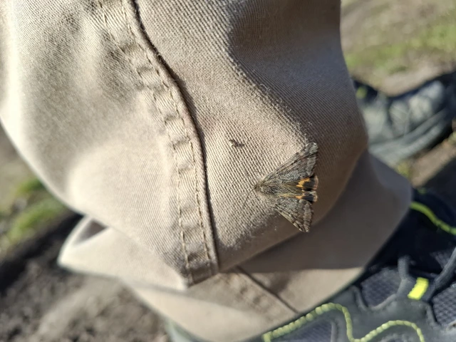 Boudinotiana puella - kis nappaliaraszoló
