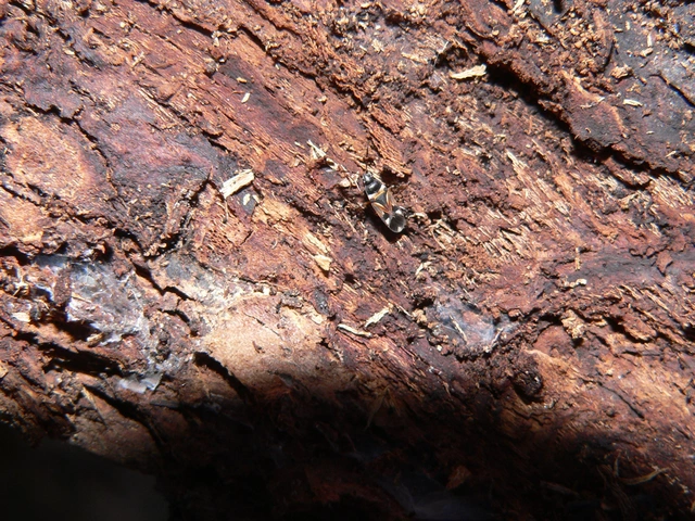 Raglius alboacuminatus - tarka díszesbodobács