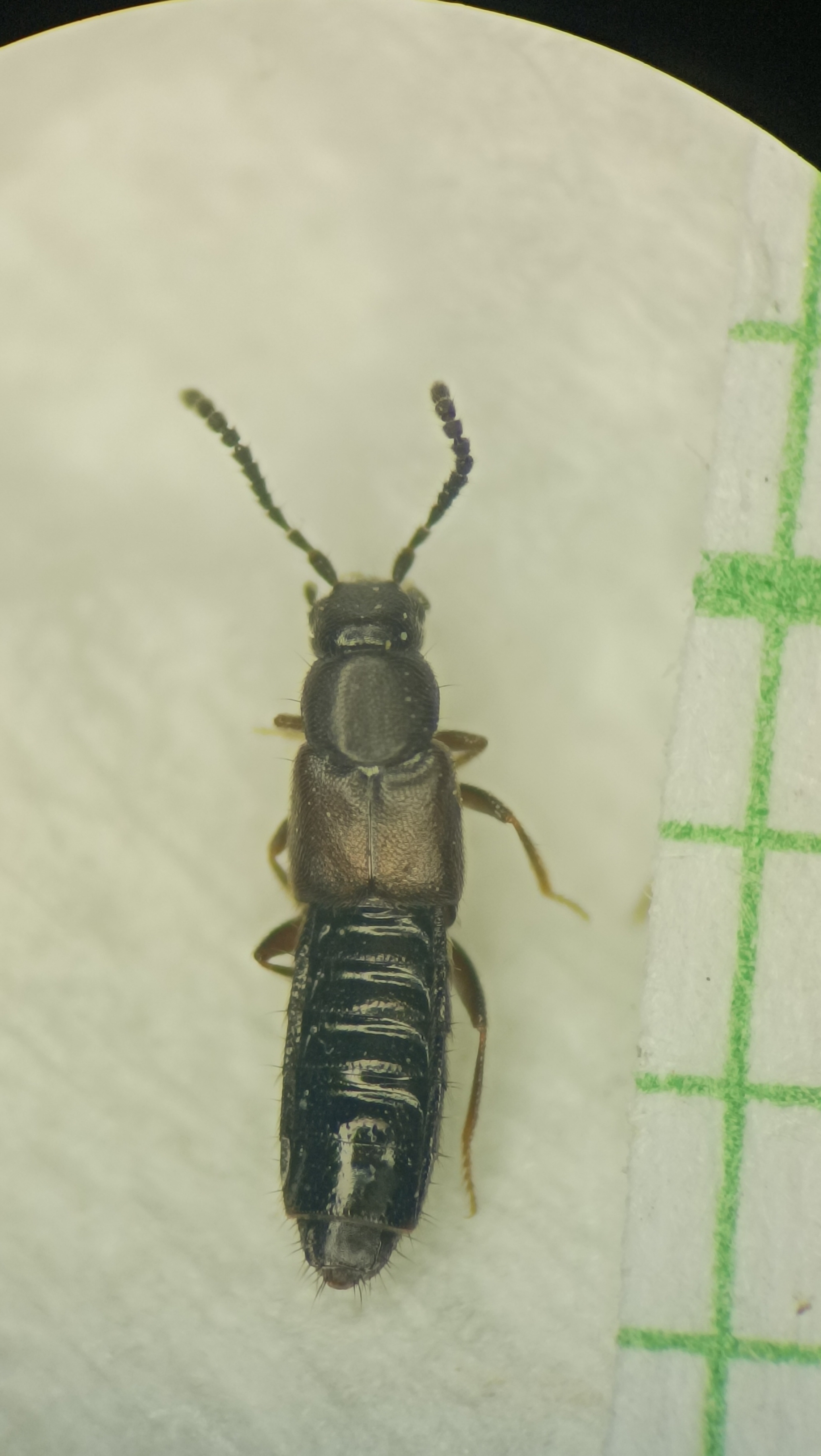 Atheta occulta - téli penészholyva