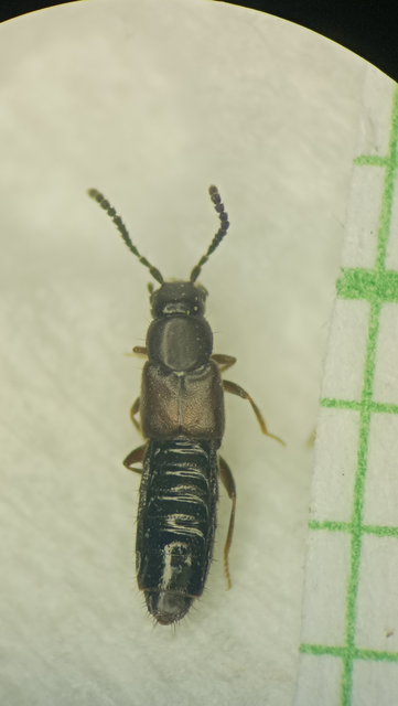 Atheta occulta - téli penészholyva