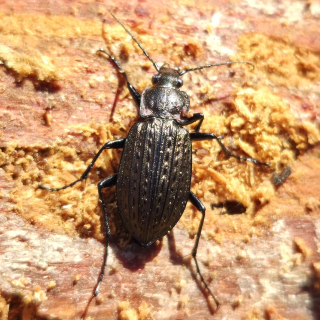 Carabus granulatus - mezei futrinka Carabus granulatus - mezei futrinka