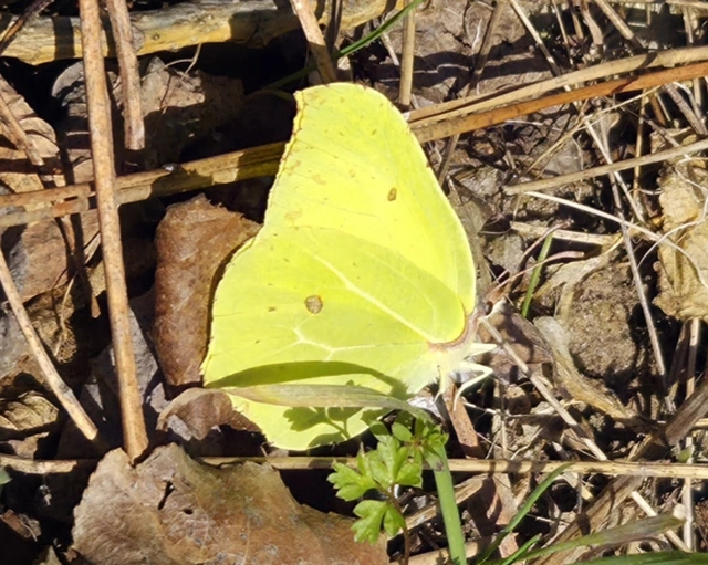 Gonepteryx rhamni - citromlepke