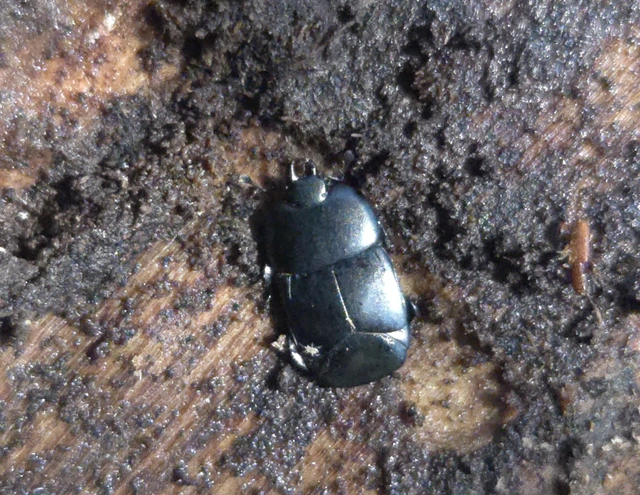 Hololepta plana - lemez-sutabogár
