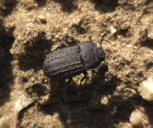 Opatrum sabulosum - sároshátú gyászbogár Opatrum sabulosum - sároshátú gyászbogár