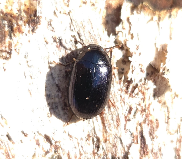 Platydema violaceum - fémkék taplóbogár
