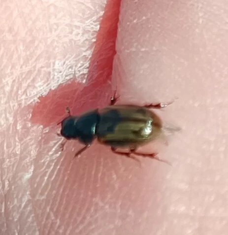 Aphodius distinctus - rajzos trágyabogár