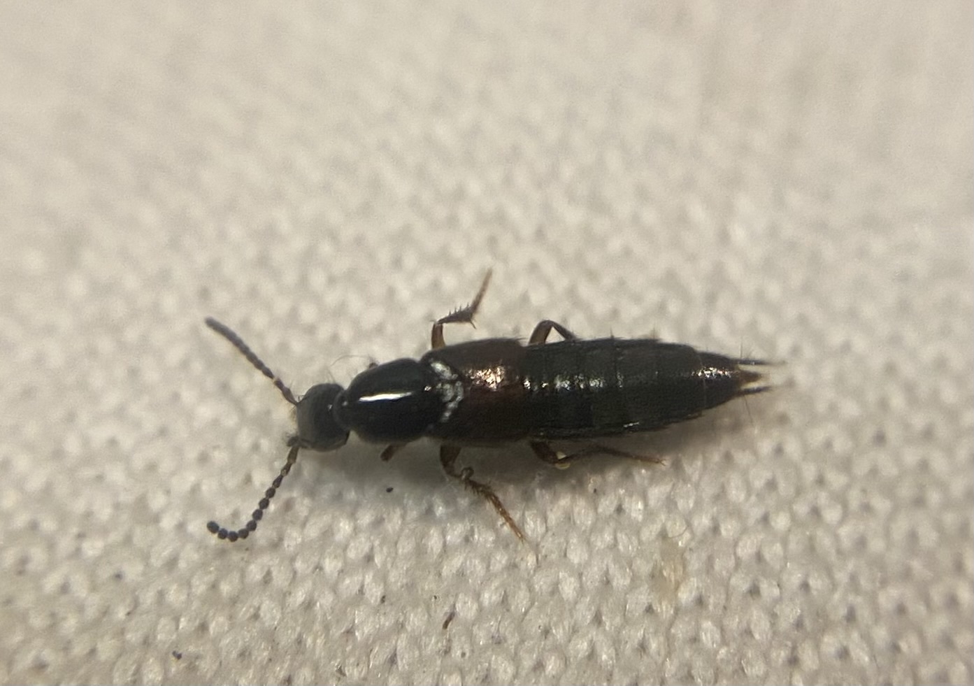 Philonthus debilis - kis ganajholyva