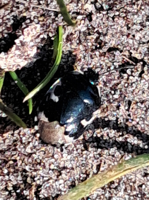 Tritomegas