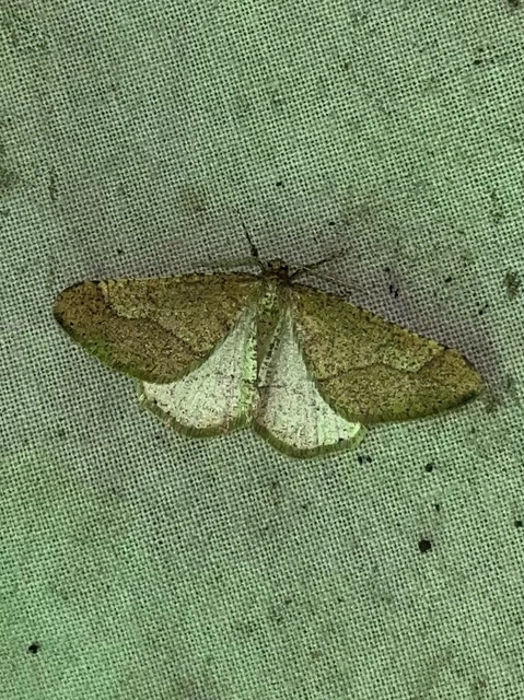Agriopis marginaria - sárgás téliaraszoló