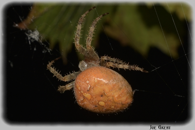 Araneus diadematus - koronás keresztespók